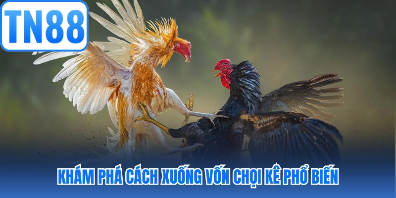 Khám phá cách xuống vốn chọi kê phổ biến